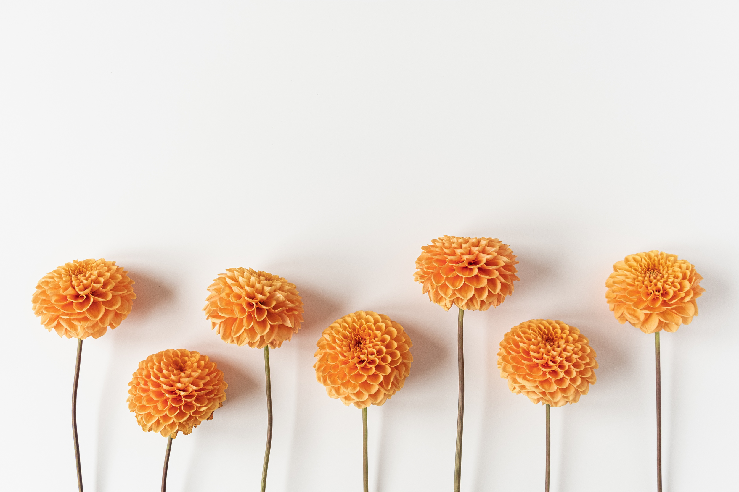 Orange Flower Stem 